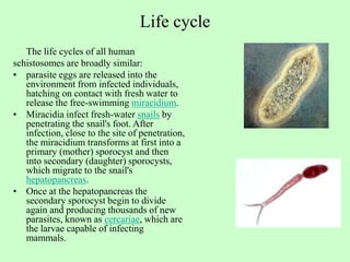 Life cycle
The life cycles of all human
schistosomes are broadly similar:
• parasite eggs are released into the
environment from infected individuals,
hatching on contact with fresh water to
release the free-swimming miracidium.
• Miracidia infect fresh-water snails by
penetrating the snail's foot. After
infection, close to the site of penetration,
the miracidium transforms at first into a
primary (mother) sporocyst and then
into secondary (daughter) sporocysts,
which migrate to the snail's
hepatopancreas.
• Once at the hepatopancreas the
secondary sporocyst begin to divide
again and producing thousands of new
parasites, known as cercariae, which are
the larvae capable of infecting
mammals.
 