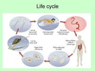 Life cycle
 