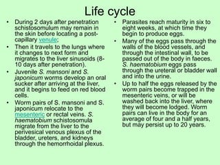 Life cycle
• During 2 days after penetration
schistosomulum may remain in
the skin before locating a post-
capillary venule;
• Then it travels to the lungs where
it changes to next form and
migrates to the liver sinusoids (8-
10 days after penetration).
• Juvenile S. mansoni and S.
japonicum worms develop an oral
sucker after arriving at the liver,
and it begins to feed on red blood
cells.
• Worm pairs of S. mansoni and S.
japonicum relocate to the
mesenteric or rectal veins. S.
haematobium schistosomula
migrate from the liver to the
perivesical venous plexus of the
bladder, ureters, and kidneys
through the hemorrhoidal plexus.
• Parasites reach maturity in six to
eight weeks, at which time they
begin to produce eggs.
• Many of the eggs pass through the
walls of the blood vessels, and
through the intestinal wall, to be
passed out of the body in faeces.
S. haematobium eggs pass
through the ureteral or bladder wall
and into the urine.
• Up to half the eggs released by the
worm pairs become trapped in the
mesenteric veins, or will be
washed back into the liver, where
they will become lodged. Worm
pairs can live in the body for an
average of four and a half years,
but may persist up to 20 years.
 