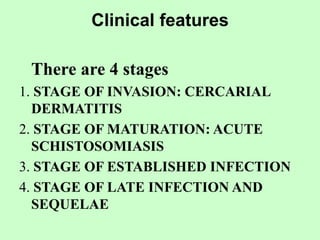 Clinical features
There are 4 stages
1. STAGE OF INVASION: CERCARIAL
DERMATITIS
2. STAGE OF MATURATION: ACUTE
SCHISTOSOMIASIS
3. STAGE OF ESTABLISHED INFECTION
4. STAGE OF LATE INFECTION AND
SEQUELAE
 
