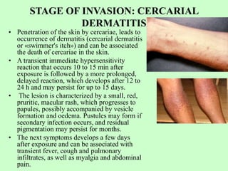 STAGE OF INVASION: CERCARIAL
DERMATITIS
• Penetration of the skin by cercariae, leads to
occurrence of dermatitis (cercarial dermatitis
or «swimmer's itch») and can be associated
the death of cercariae in the skin.
• A transient immediate hypersensitivity
reaction that occurs 10 to 15 min after
exposure is followed by a more prolonged,
delayed reaction, which develops after 12 to
24 h and may persist for up to 15 days.
• The lesion is characterized by a small, red,
pruritic, macular rash, which progresses to
papules, possibly accompanied by vesicle
formation and oedema. Pustules may form if
secondary infection occurs, and residual
pigmentation may persist for months.
• The next symptoms develops a few days
after exposure and can be associated with
transient fever, cough and pulmonary
infiltrates, as well as myalgia and abdominal
pain.
 