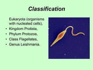 Classification
Eukaryota (organisms
with nucleated cells),
• Kingdom Protista,
• Phylum Protozoa,
• Class Flagellates,
• Genus Leishmania.
 