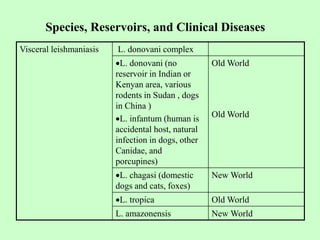 Species, Reservoirs, and Clinical Diseases
Visceral leishmaniasis L. donovani complex
L. donovani (no
reservoir in Indian or
Kenyan area, various
rodents in Sudan , dogs
in China )
L. infantum (human is
accidental host, natural
infection in dogs, other
Canidae, and
porcupines)
Old World
Old World
L. chagasi (domestic
dogs and cats, foxes)
New World
L. tropica Old World
L. amazonensis New World
 