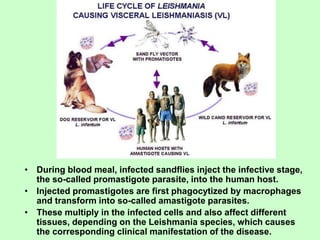 • During blood meal, infected sandflies inject the infective stage,
the so-called promastigote parasite, into the human host.
• Injected promastigotes are first phagocytized by macrophages
and transform into so-called amastigote parasites.
• These multiply in the infected cells and also affect different
tissues, depending on the Leishmania species, which causes
the corresponding clinical manifestation of the disease.
 
