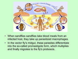 • When sandflies sandflies take blood meals from an
infected host, they take up parasitized macrophages.
• In the vector fly's midgut, these parasites differentiate
into the so-called promastigote form, which multiplies
and finally migrates to the fly's proboscis.
 