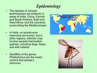 Epidemiology
• The species of visceral
leishmaniasis are endemic in
areas of India, China, Central
and South America, East and
West Africa, and the countries
surrounding the Mediterranean.
• In India, no extrahuman
reservoirs are known, but in
other regions, infection may
involve several mammalian
species, including dogs, foxes,
and wild rodents.
• Sandflies of the genus
Phlebotomus are the insect
vectors that spread L.
donovani.
 
