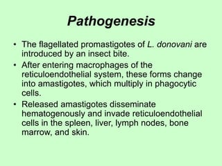 Pathogenesis
• The flagellated promastigotes of L. donovani are
introduced by an insect bite.
• After entering macrophages of the
reticuloendothelial system, these forms change
into amastigotes, which multiply in phagocytic
cells.
• Released amastigotes disseminate
hematogenously and invade reticuloendothelial
cells in the spleen, liver, lymph nodes, bone
marrow, and skin.
 