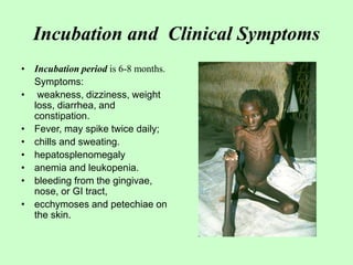 Incubation and Clinical Symptoms
• Incubation period is 6-8 months.
Symptoms:
• weakness, dizziness, weight
loss, diarrhea, and
constipation.
• Fever, may spike twice daily;
• chills and sweating.
• hepatosplenomegaly
• anemia and leukopenia.
• bleeding from the gingivae,
nose, or GI tract,
• ecchymoses and petechiae on
the skin.
 