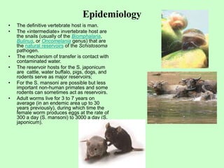 Epidemiology
• The definitive vertebrate host is man.
• The «intermediate» invertebrate host are
the snails (usually of the Biomphalaria,
Bulinus, or Oncomelania genus) that are
the natural reservoirs of the Schistosoma
pathogen.
• The mechanism of transfer is contact with
contaminated water.
• The reservoir hosts for the S. japonicum
are cattle, water buffalo, pigs, dogs, and
rodents serve as major reservoirs;
• For the S. mansoni are possible but less
important non-human primates and some
rodents can sometimes act as reservoirs.
• Adult worms live for 3 to 7 years on
average (in an endemic area up to 30
years previously), during which time the
female worm produces eggs at the rate of
300 a day (S. mansoni) to 3000 a day (S.
japonicum).
 
