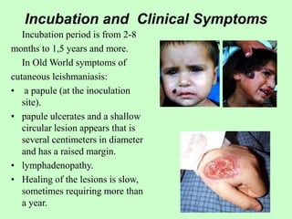 Incubation and Clinical Symptoms
Incubation period is from 2-8
months to 1,5 years and more.
In Old World symptoms of
cutaneous leishmaniasis:
• a papule (at the inoculation
site).
• papule ulcerates and a shallow
circular lesion appears that is
several centimeters in diameter
and has a raised margin.
• lymphadenopathy.
• Healing of the lesions is slow,
sometimes requiring more than
a year.
 