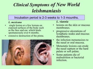 Clinical Symptoms of New World
leishmaniasis
L. mexicana
• single lesion or a few lesions on
exposed surfaces of the body such
as the face and ear, which heals
spontaneously over 6 months.
• extensive destruction of the pinna.
L. viannia
• lesions on the skin or mucous
membranes.
• progressive ulcerations of
lymphatic nodes and mucous
membranes.
• the infection metastasizes to
the nasal or oral mucosa.
• Metastatic lesions can erode
the nasal septum or the hard
palate or soft palate.
• Some patients die of
malnutrition or bacterial
infection.
Incubation period is 2-3 weeks to 1-3 mounths.
 