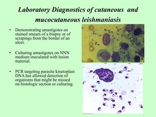 Laboratory Diagnostics of cutaneous and
mucocutaneous leishmaniasis
• Demonstrating amastigotes on
stained smears of a biopsy or of
scrapings from the border of an
ulcer.
• Culturing amastigotes on NNN
medium inoculated with lesion
material.
• PCR targeting parasite kinetoplast
DNA has allowed detection of
organisms that might be missed
on histologic section or culturing.
 