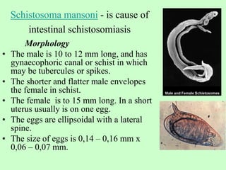 Schistosoma mansoni - is cause of
intestinal schistosomiasis
Morphology
• The male is 10 to 12 mm long, and has
gynaecophoric canal or schist in which
may be tubercules or spikes.
• The shorter and flatter male envelopes
the female in schist.
• The female is to 15 mm long. In a short
uterus usually is on one egg.
• The eggs are ellipsoidal with a lateral
spine.
• The size of eggs is 0,14 – 0,16 mm х
0,06 – 0,07 mm.
 