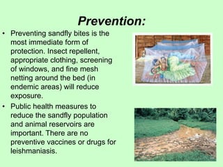 Prevention:
• Preventing sandfly bites is the
most immediate form of
protection. Insect repellent,
appropriate clothing, screening
of windows, and fine mesh
netting around the bed (in
endemic areas) will reduce
exposure.
• Public health measures to
reduce the sandfly population
and animal reservoirs are
important. There are no
preventive vaccines or drugs for
leishmaniasis.
 