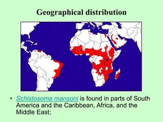 Geographical distribution
• Schistosoma mansoni is found in parts of South
America and the Caribbean, Africa, and the
Middle East;
 