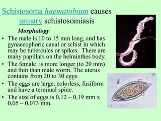 Schistosoma haematobium causes
urinary schistosomiasis
Morphology
• The male is 10 to 15 mm long, and has
gynaecophoric canal or schist in which
may be tubercules or spikes. There are
many papillars on the helminthes body.
• The female is more longer (to 20 mm)
and thin than male worm. The uterus
contains from 20 to 30 eggs.
• The eggs are large, colorless, fusiform
and have a terminal spine.
• The size of eggs is 0,12 – 0,19 mm х
0,05 – 0,073 mm.
 