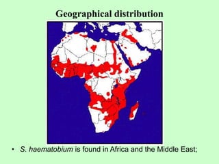 Geographical distribution
• S. haematobium is found in Africa and the Middle East;
 