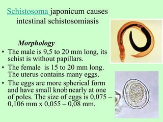 Schistosoma japonicum causes
intestinal schistosomiasis
Morphology
• The male is 9,5 to 20 mm long, its
schist is without papillars.
• The female is 15 to 20 mm long.
The uterus contains many eggs.
• The eggs are more spherical form
and have small knob nearly at one
of poles. The size of eggs is 0,075 –
0,106 mm х 0,055 – 0,08 mm.
 