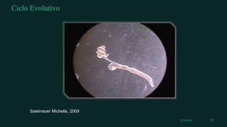 Ciclo Evolutivo
27/10/2015 11
Sateinauer Michelle, 2009
 