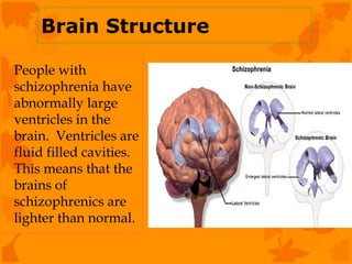 Brain Structure

People with
schizophrenia have
abnormally large
ventricles in the
brain. Ventricles are
fluid filled cavities.
This means that the
brains of
schizophrenics are
lighter than normal.
 