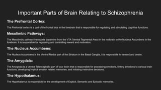 Important Parts of Brain Relating to Schizophrenia
The Prefrontal Cortex:
The Prefrontal cortex is a part of the frontal lobe in the forebrain that is responsible for regulating and stimulating cognitive functions.
Mesolimbic Pathways:
The Mesolimbic pathway transports dopamine from the VTA (Ventral Tegmental Area) in the midbrain to the Nucleus Accumbens in the
forebrain. It is responsible for regulating and controlling reward and motivation.
The Nucleus Accumbens:
The Nucleus Accumbens is the Ventral Medial part of the Striatum in the Basal Ganglia, it is responsible for reward and desire.
The Amygdala:
The Amygdala is a Ventral Telencephalic part of your brain that is responsible for processing emotions, linking emotions to various brain
functions, developing Implicit emotion related memories, and initiating instinctive decisions.
The Hypothalamus:
The Hypothalamus is responsible for the development of Explicit, Semantic and Episodic memories.
 