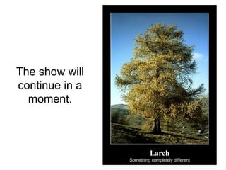 The show will
continue in a
moment.
Larch
Something completely different
 