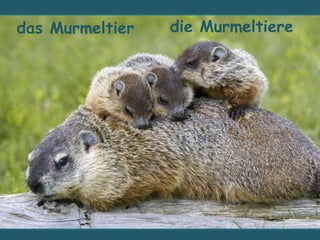 das Murmeltier die Murmeltiere
 