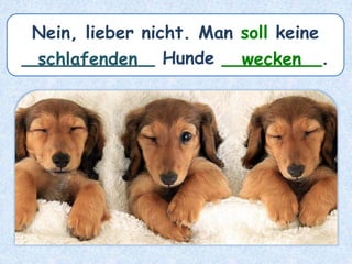 Nein, lieber nicht. Man soll keine
____________ Hunde _________.schlafenden wecken
 
