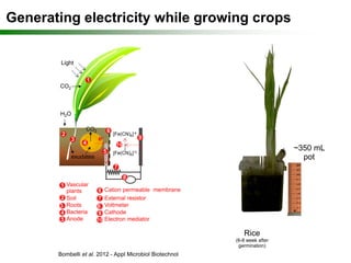 Cambridge | Jan-14 | Bioenergy from Plants and Algae: Biomass and ...