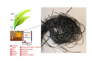 Cambridge | Jan-14 | Bioenergy from Plants and Algae: Biomass and ...