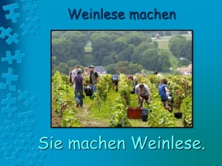 Weinlese machen
Sie machen Weinlese.
 