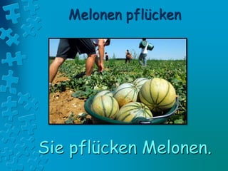 Melonen pflücken
Sie pflücken Melonen.
 
