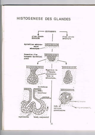 Schéma histologie