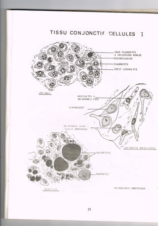 Schéma histologie