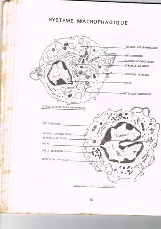 Schéma histologie