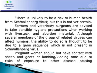 “There is unlikely to be a risk to human health
from Schmallenberg virus; but this is not yet certain.
      Farmers and veterinary surgeons are advised
to take sensible hygiene precautions when working
with livestock and abortion material. Although
several members of the group of related viruses can
affect humans, the ability to do so is thought to be
due to a gene sequence which is not present in
Schmallenberg virus.
      Pregnant women should not have contact with
sheep and goats at lambing/kidding time due to
risks of exposure to other disease causing
organisms.”
 