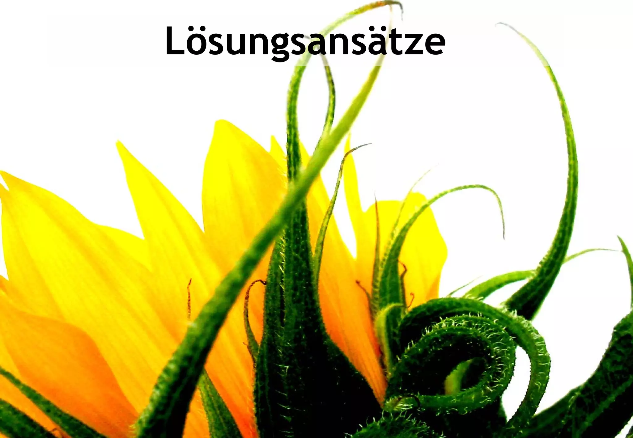 Den Wissensreifungsprozess in Unternehmen fördern