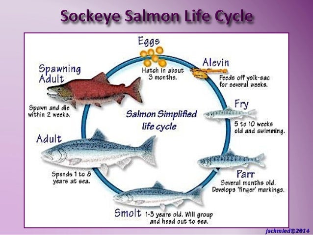 Schmied The Pacific Salmon life cycle