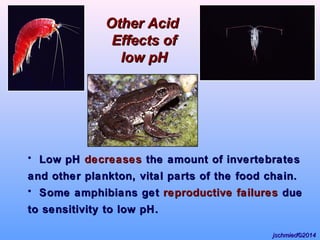 • Low pHLow pH decreasesdecreases the amount of invertebratesthe amount of invertebrates
and other plankton, vital parts of the food chain.and other plankton, vital parts of the food chain.
• Some amphibians getSome amphibians get reproductive failuresreproductive failures duedue
to sensitivity to low pH.to sensitivity to low pH.
Other AcidOther Acid
Effects ofEffects of
low pHlow pH
jschmied©2014jschmied©2014
 