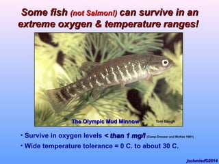 • Survive in oxygen levels < than 1 mg/l< than 1 mg/l (Camp Dresser and McKee 1981)
• Wide temperature tolerance = 0 C. to about 30 C.
The Olympic Mud MinnowThe Olympic Mud Minnow
Some fishSome fish (not Salmon!)(not Salmon!) can survive in ancan survive in an
extreme oxygen & temperature ranges!extreme oxygen & temperature ranges!
jschmied©2014jschmied©2014
 