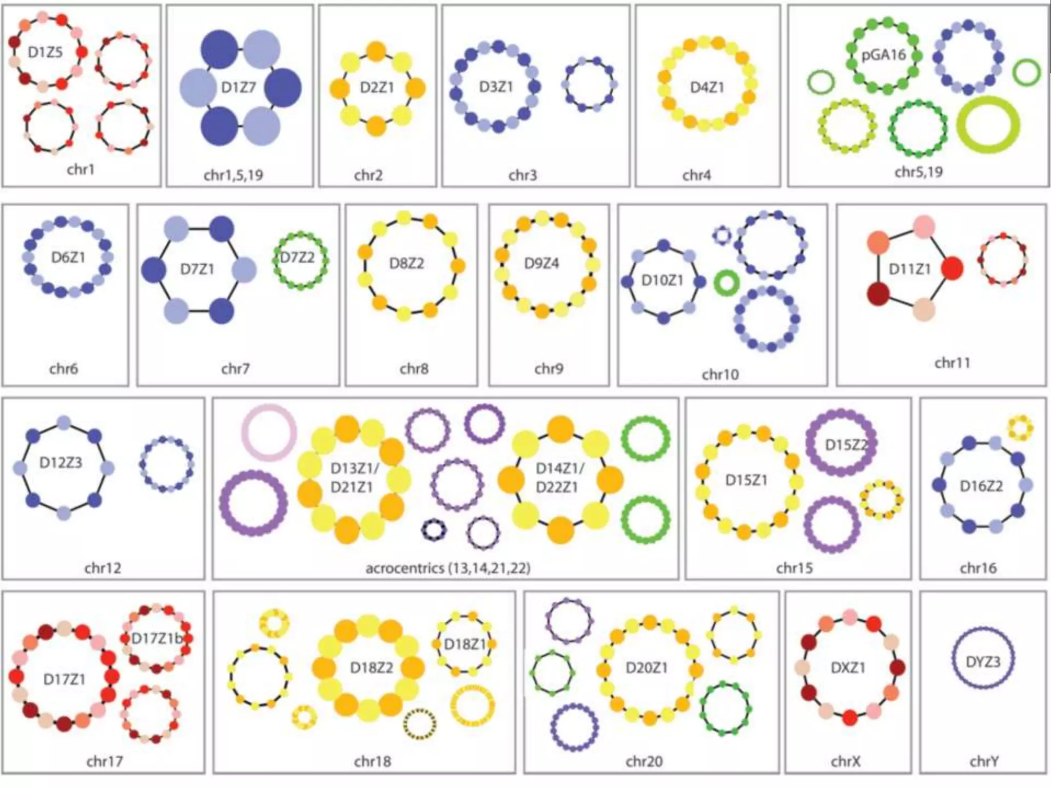 GRCh38 Model Centromeres
Karen Miga (Kent Lab, UCSC)

 