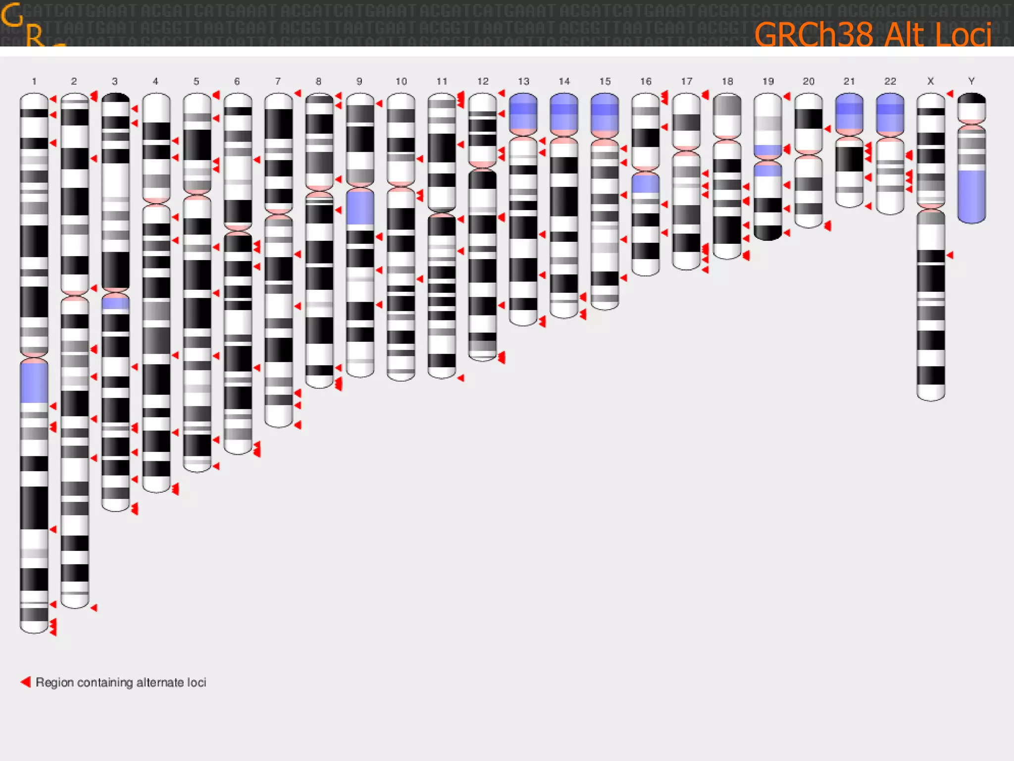 GRCh38 Alt Loci
Sequences from haplotype 1
Sequences from haplotype 2

Old Assembly model: compress into a consensus

New Assembly model: represent both haplotypes

 