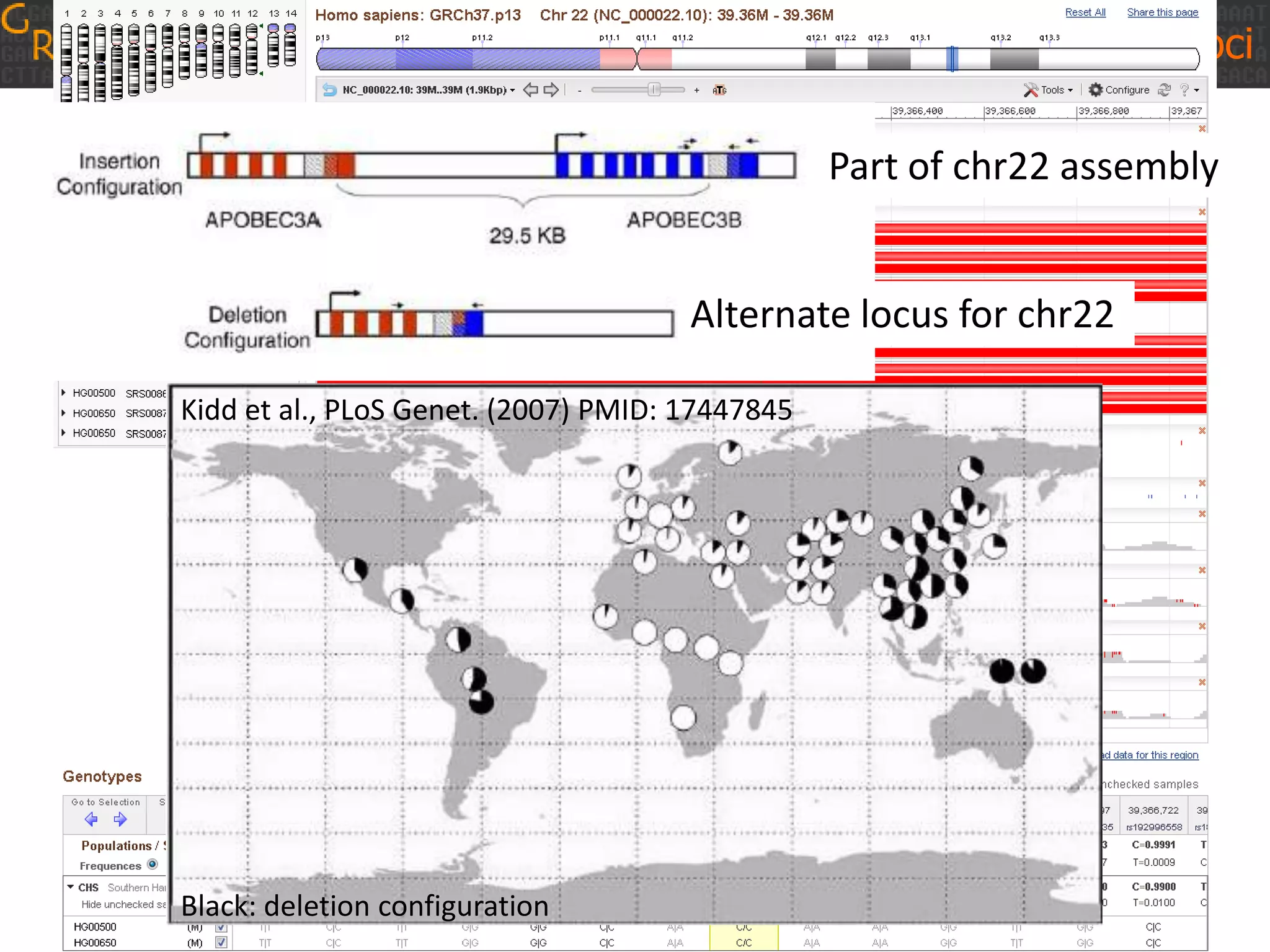 GRCh38: Alt Loci
Part of chr22 assembly
Alternate locus for chr22
Kidd et al., PLoS Genet. (2007) PMID: 17447845

Black: deletion configuration

 