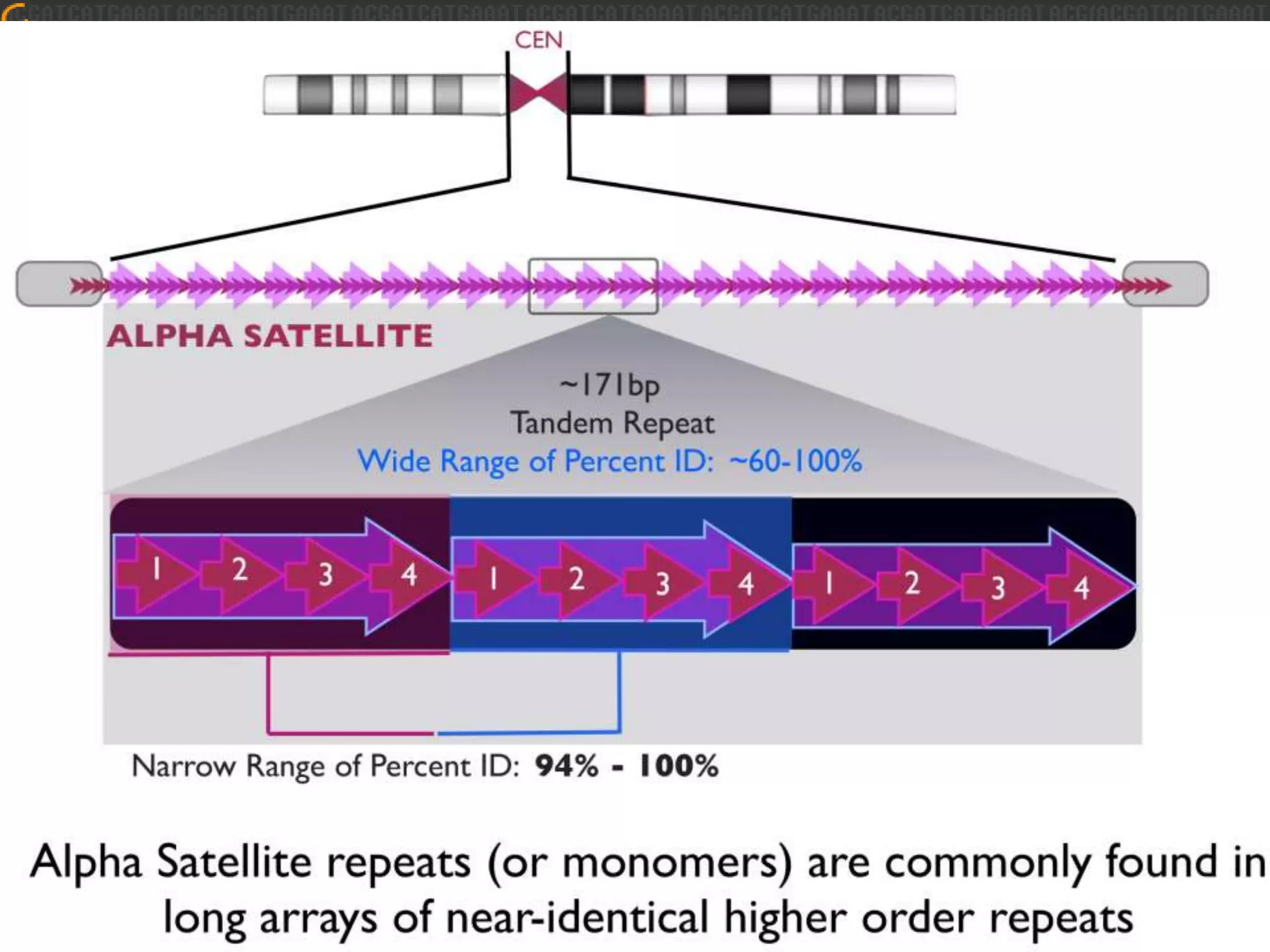 GRCh38 Model Centromeres
Until now, centromeres have been defined as multi-megabase gaps in the assembly

 