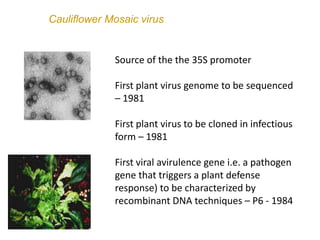 Intracellular highways in the plants:  the role of the cytoskeleton in camv infections