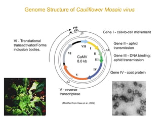 Intracellular highways in the plants:  the role of the cytoskeleton in camv infections