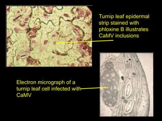 Intracellular highways in the plants:  the role of the cytoskeleton in camv infections