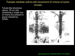 Intracellular highways in the plants:  the role of the cytoskeleton in camv infections