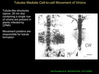 Intracellular highways in the plants:  the role of the cytoskeleton in camv infections