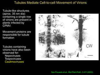 Intracellular highways in the plants:  the role of the cytoskeleton in camv infections